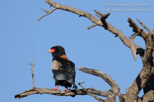 20110805-4365.jpg
