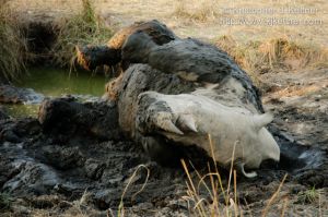 20110805-4451.jpg